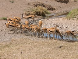 Bologonja_Seronera2009-65